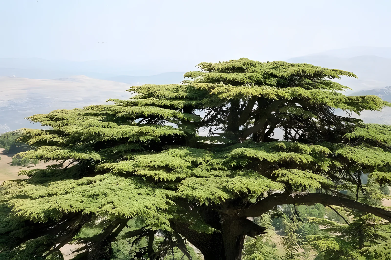 An old cedar tree leaning over a valley in the Lebanese mountains